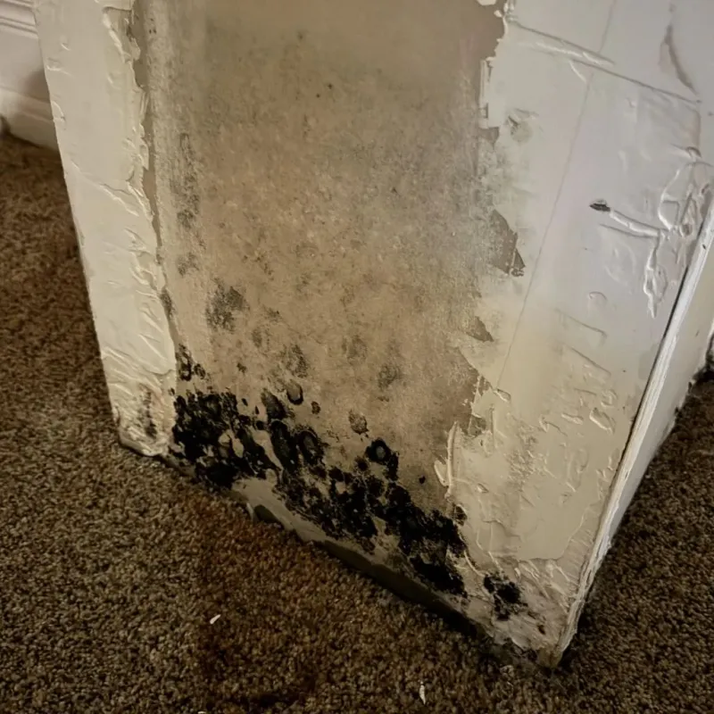 Professional Mold Removal in Severance, CO
